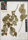 Foto von Salix iliensis Regel